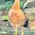 Pasture Raised Chickens! 6 thumbnail