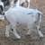 Nigerian Dwarf Bucklings 4 thumbnail