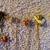 9 stick pins and hair clips - lady bug, flowers, angel, heart, more... 6 thumbnail