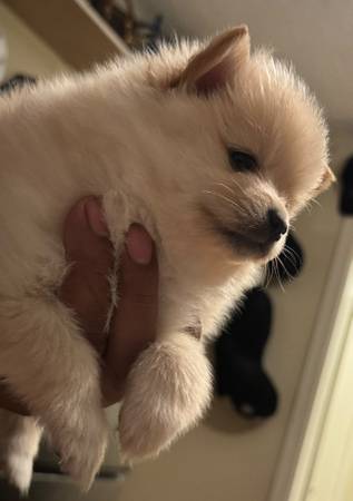 Pomeranian (Los Ángeles)63953815891587121