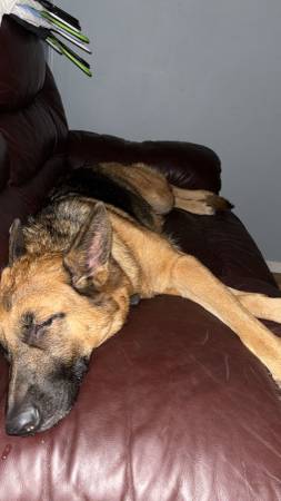 Rehoming 3 year old Female German Shepherd (Milton)63836590341761121