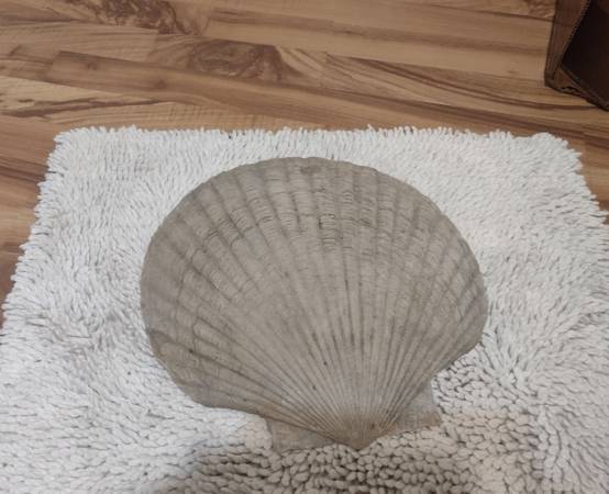 SCALLOP SHELL 1