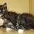 Available for adoption! Goldie & Papis' Animal Rescue 9 thumbnail