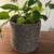 Woven Lined Decorative Houseplant Container. (Pothos NOT Included). NE 1 thumbnail