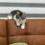 Gatito 2 thumbnail