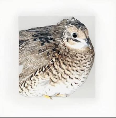 Button Quail Eggs (Phoenix)64047950996483122