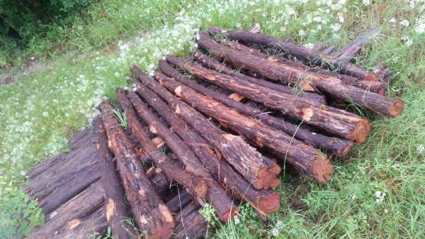 Mountain Cedar Posts 1