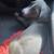 Baby pit bull 2 thumbnail