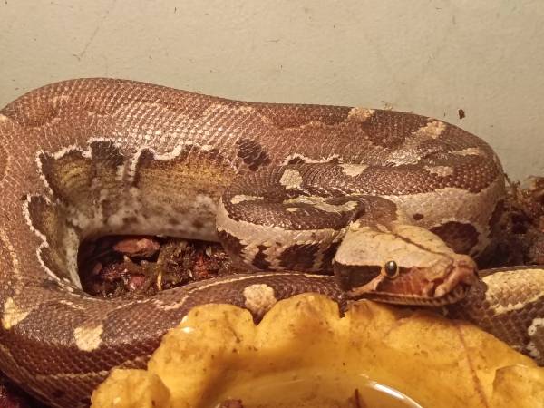 Snake needs experience handler (Hillsboro)63660350061825123
