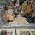 Mini chickens 11 thumbnail