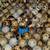 Quail coturnix birds and eggs 2 thumbnail