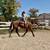 Beginner Safe, Bombproof Clydesdale Horse for Sale 7 thumbnail