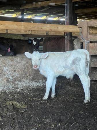 Purebred Charolais bottle calf 6 weeks old 1