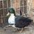 Call ducks 4 thumbnail