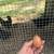 Bcm pullets (eight available) and cockerel free if buy all eight (Greenfire farm 2 thumbnail