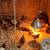 Pullets - Roosters 3 thumbnail