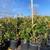 🍂The Red Tip Photinia Transforms Landscapes into Living Showcases🍂 3 thumbnail