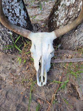 Cow Skull 1