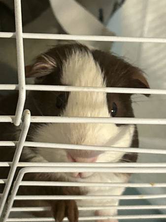 Guinea pigs (Willow Spring)63348368916099120