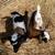 Two young dwarf goats 3 thumbnail