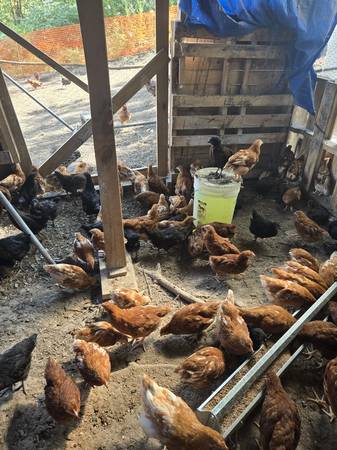 Chickens layer (Kingsport)63924600117634122