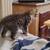 Cute Kittens 2 thumbnail