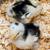 Brahma chicks-mottled, porcelain, blue salmon, lemon pyle, Isabel 1 thumbnail