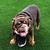 Chocolate tri english bulldog 4 thumbnail