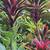 Beautiful Decoratives!!!!! 19 thumbnail