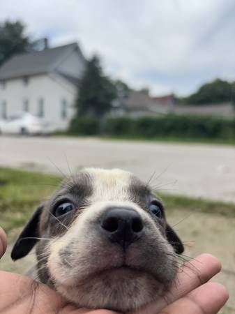 Blue Pitbull Puppies (Lafayette)63680163357953122