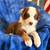Australian Shepherd Puppies 7 thumbnail