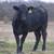 63 Fancy BLK and BWF Heifers 12 thumbnail
