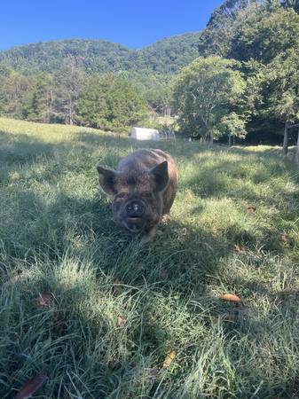 Cerdos Kune Kune en venta (Dryden)575834817635307523