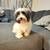 Havanese 3 thumbnail
