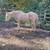 Senior Gelding 3 thumbnail
