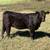 Registered Limflex Heifer 1 thumbnail