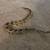Rehoming snakes 2 thumbnail
