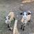 American Blackbelly Sheep - borregos 3 thumbnail