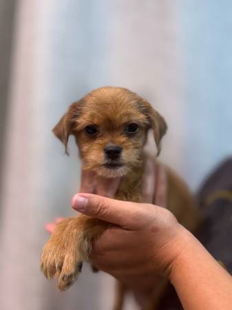 Shorkie puppy 1