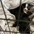 Puppies 2 thumbnail