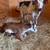 Mini Zebu Cows 12 thumbnail