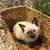 Female Siamese Kitten 1 thumbnail