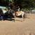 Horse/caballo 4 thumbnail
