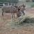 Miniature donkeys 11 thumbnail