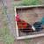 Gamefowl 2 thumbnail