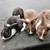 Adorable Dutch Rabbits – Perfect Pets with Personality! 4 thumbnail
