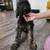 Labradoodles 2 thumbnail