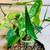 Plants 16 thumbnail