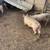 Pigs 5 thumbnail