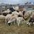 Dorper sheep 1 thumbnail